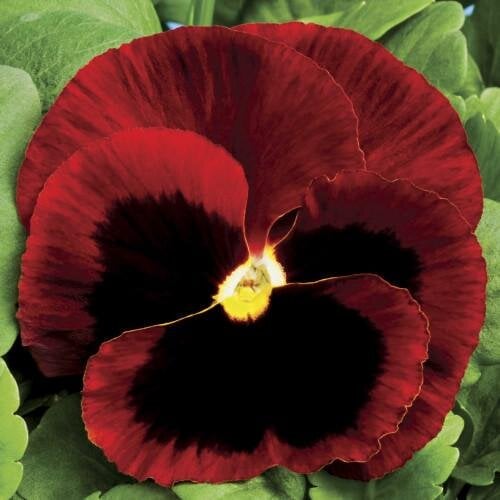 Семена цветов Виола Colossus F1 Red with Blotch Syngenta 500 шт. (BN03140-2)