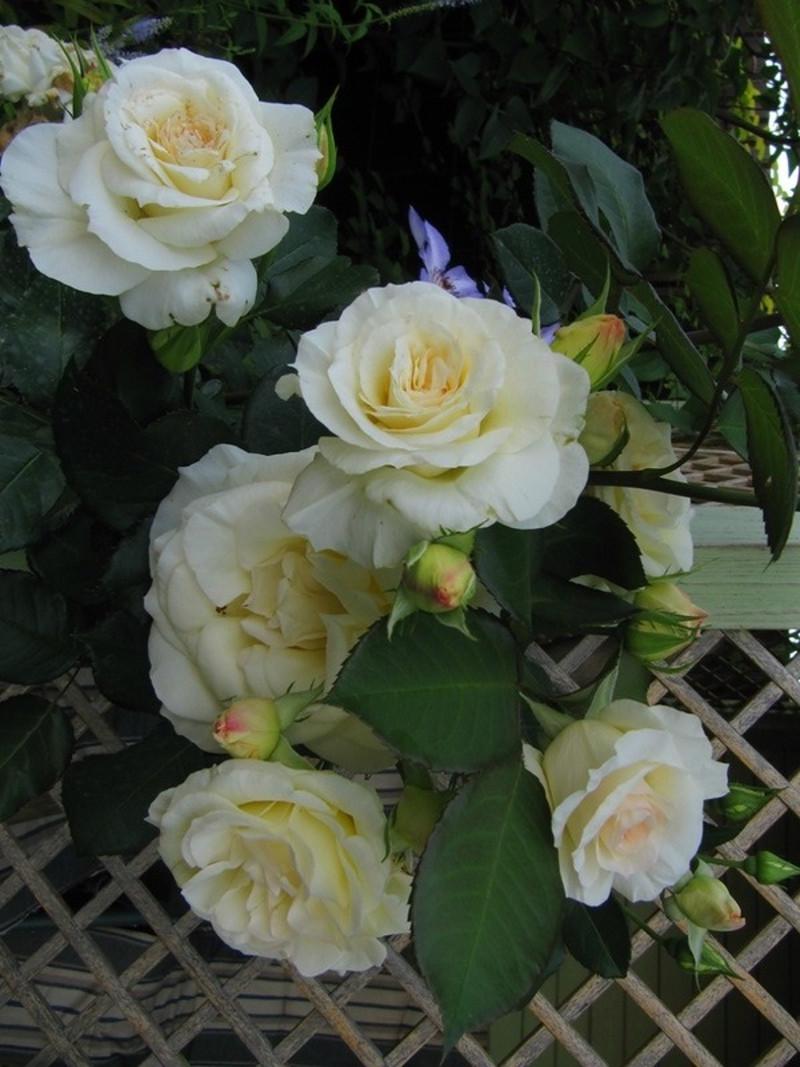 Троянда Шневальзер Плетиста (2558766773) - фото 5 Троянда Шневальзер Плетиста (2558766773) - фото 5