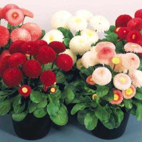 Семена цветов Benary Маргаритка Tasso Mix 250 шт. (BN02960-3)