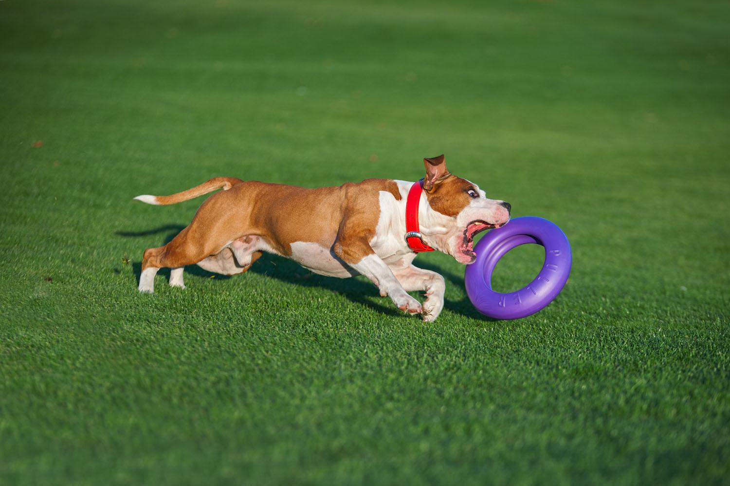 Тренировочный снаряд для собак Puller Maxi 30 см (6492) - фото 9