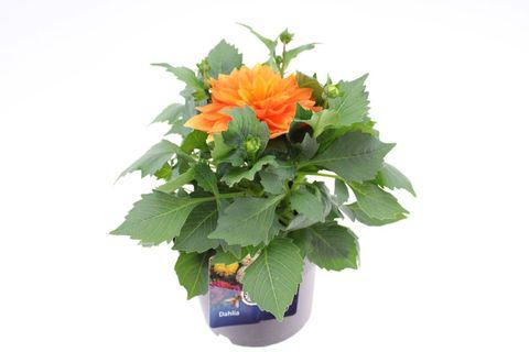 Жоржина Dalina Maxi Apricot касетна розсада (25398057)