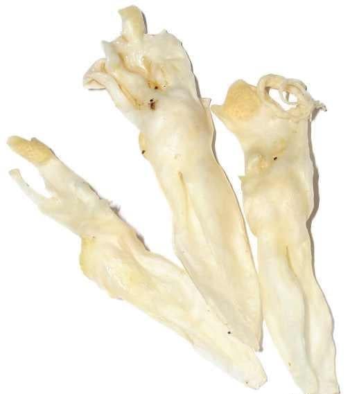 Лакомство для собак Селянські Смаколики Ухо кролика сушеное кальцинированное 10 шт./уп. (2587114554)