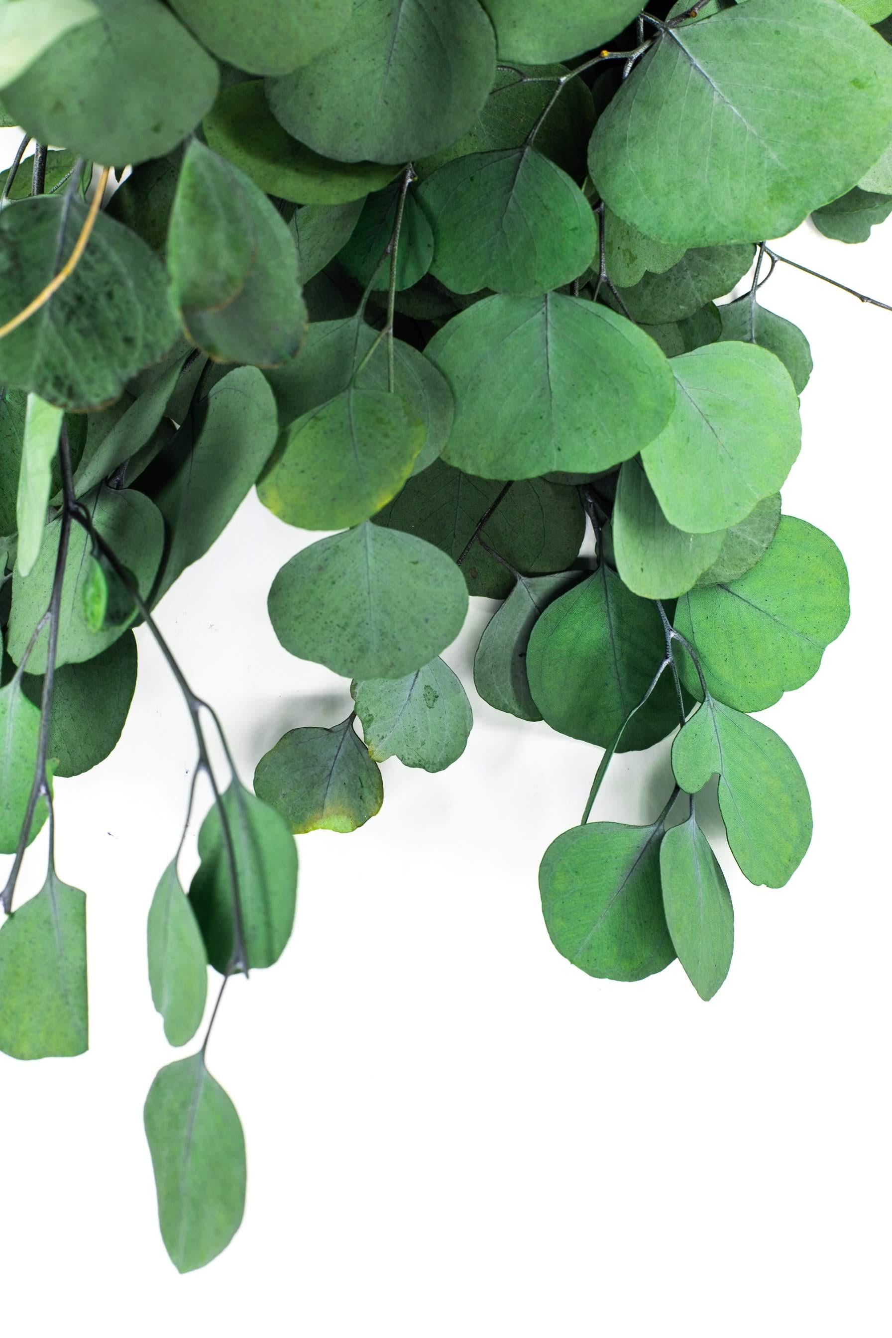 Эвкалипт Популус