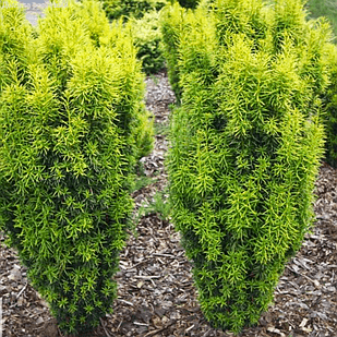 Саженец Тиса среднего Стефания Taxus media Stefania Р9 (18296821)