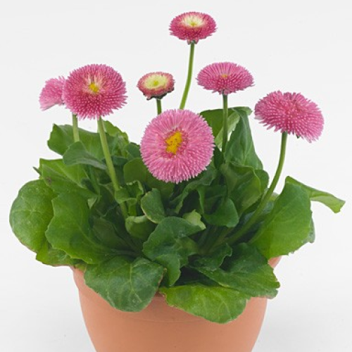 Семена цветов Benary Маргаритка BellaDaisy Pink 500 шт. (BN11625-2)