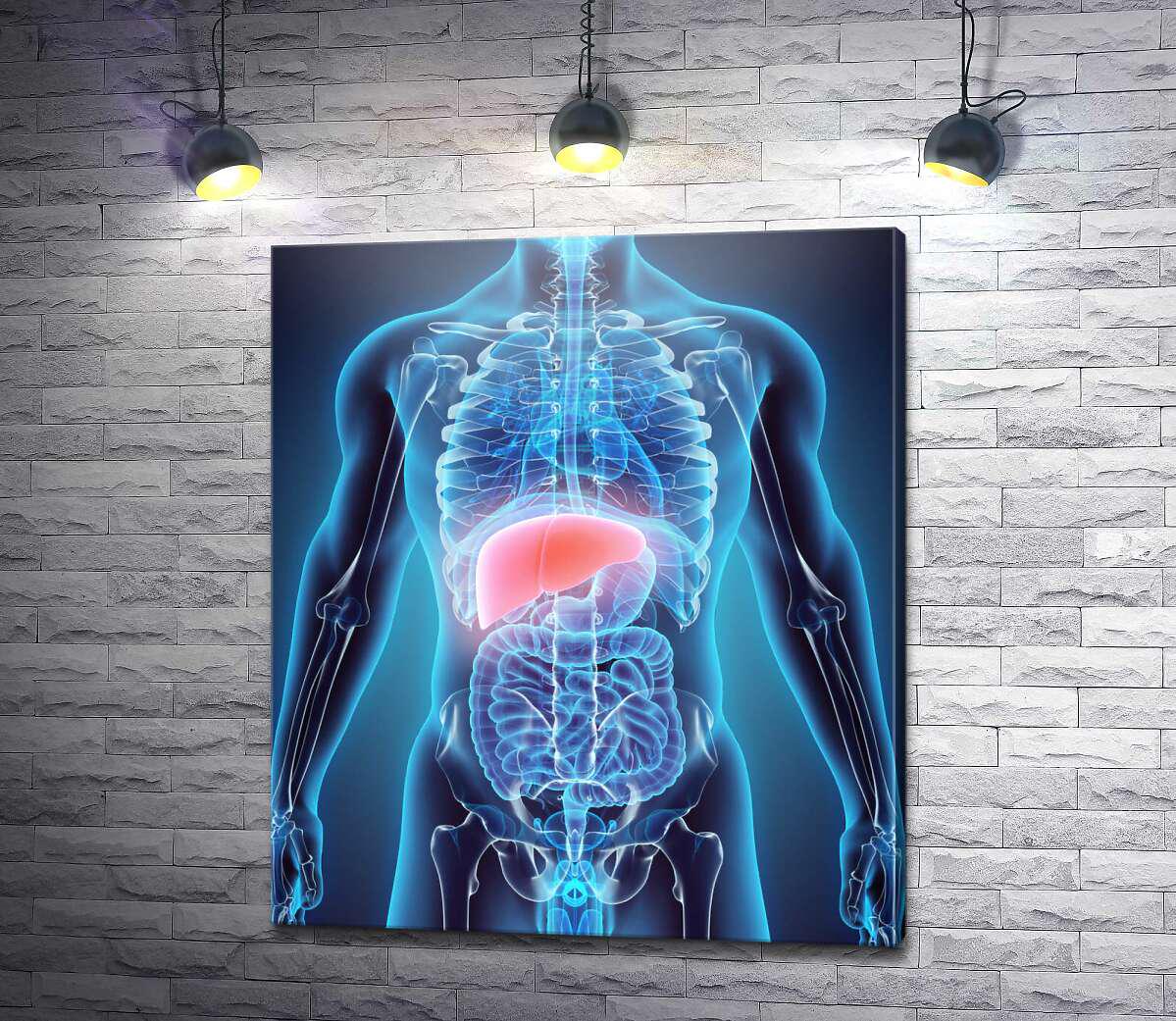 Картина ArtPoster Розташування печінки в черевній порожнині 86x100 см Модуль №1 (004564)
