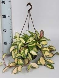 Хойя Триколор 12/30 см (2684559109) - фото 2 Хойя Триколор 12/30 см (2684559109) - фото 2