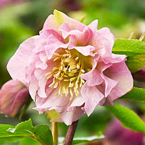 Морозник Florium Pink Double (18107) Морозник Florium Pink Double (18107)