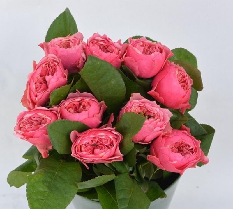 Роза Pink Vuvuzela Чайно-гибридная (2669458517)