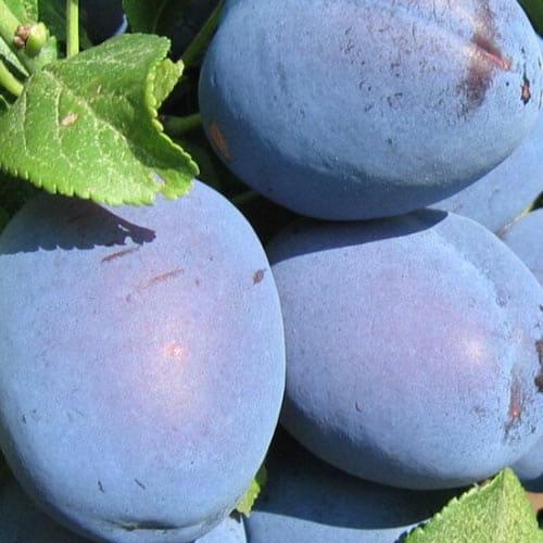 Саженец Слива Чачакская Лучший летний сорт/ранний срок созревания (23468)