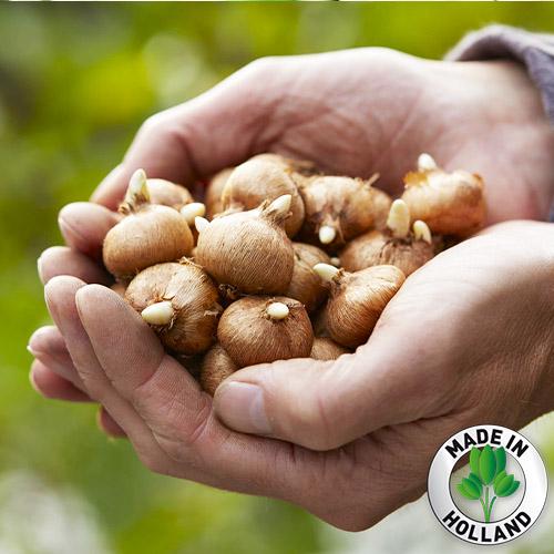 Промо-пак Крокуси Florium KAPITEYN Large Flowered Mixed Colours (18291) - фото 3 Промо-пак Крокуси Florium KAPITEYN Large Flowered Mixed Colours (18291) - фото 3