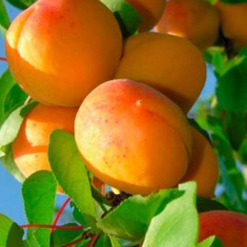 Сажанец Абрикос Вондер Кот летний сорт ранний срок созревания (61920) Сажанец Абрикос Вондер Кот летний сорт ранний срок созревания (61920)