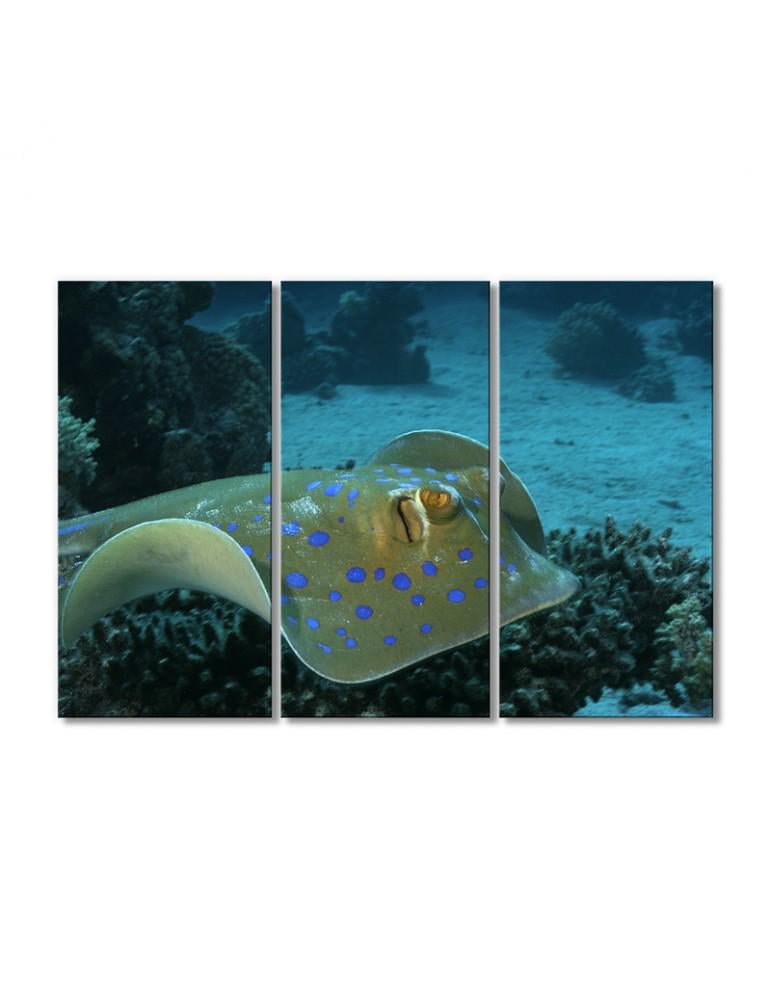 Картина модульная Рыба скат Таниура-лимма 3 модуля 60x90 см