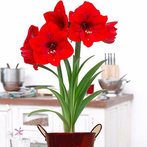 Амариллис Florium Red Lion (4157) - фото 3 Амариллис Florium Red Lion (4157) - фото 3