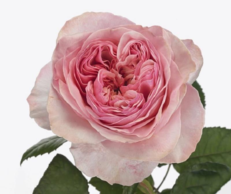 Роза Velet Victorian Pink Чайно-гибридная в контейнере (2558773369)