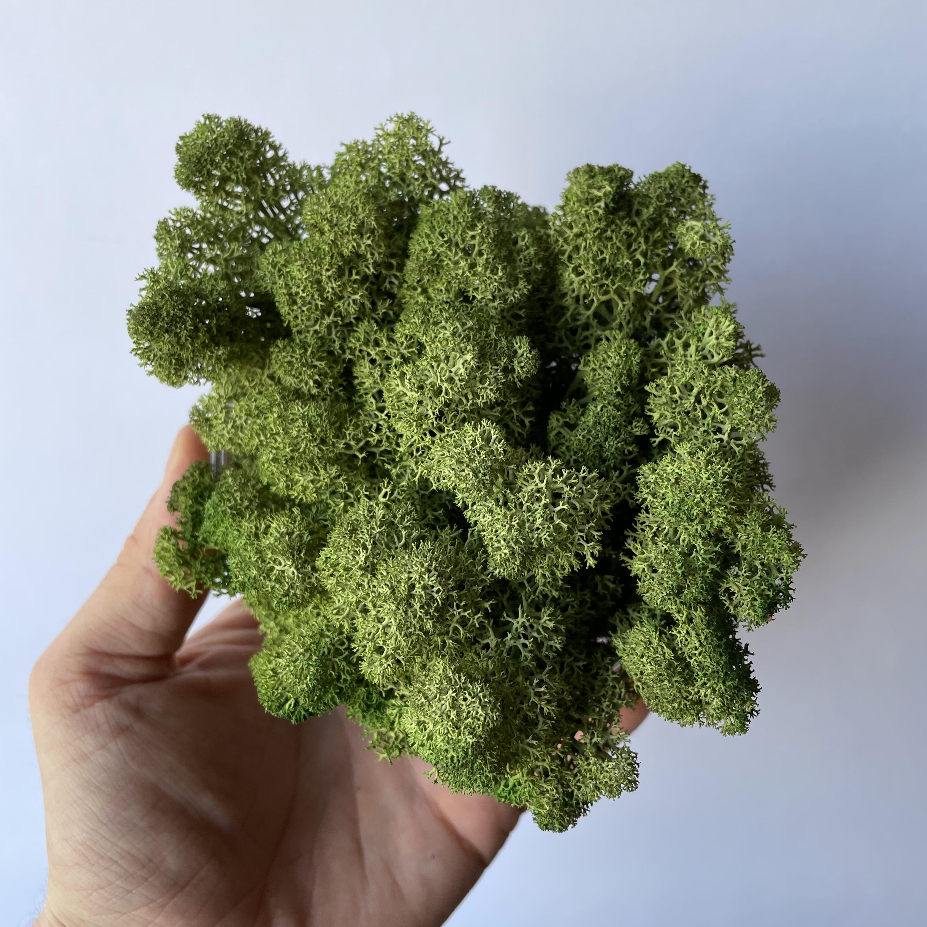 Стабілізований мох норвезький ягель 2 кг Зелений дуб (27323056) - фото 3 Стабілізований мох норвезький ягель 2 кг Зелений дуб (27323056) - фото 3