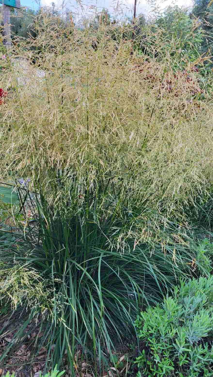 Рослина вулична Щучка дерниста Palava поділка (2-53)