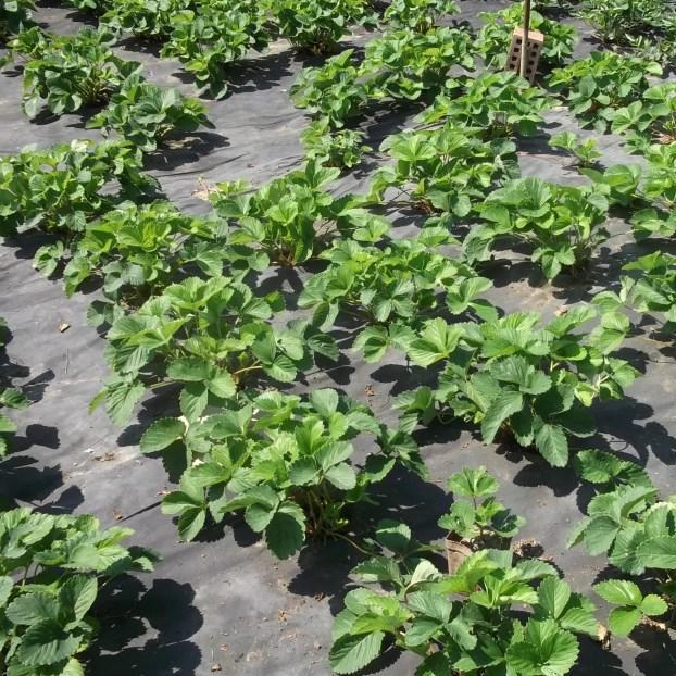 Геотекстиль GARDEN FLORA П-110 3,2x25 м Чорний (25244719) - фото 5 Геотекстиль GARDEN FLORA П-110 3,2x25 м Чорний (25244719) - фото 5