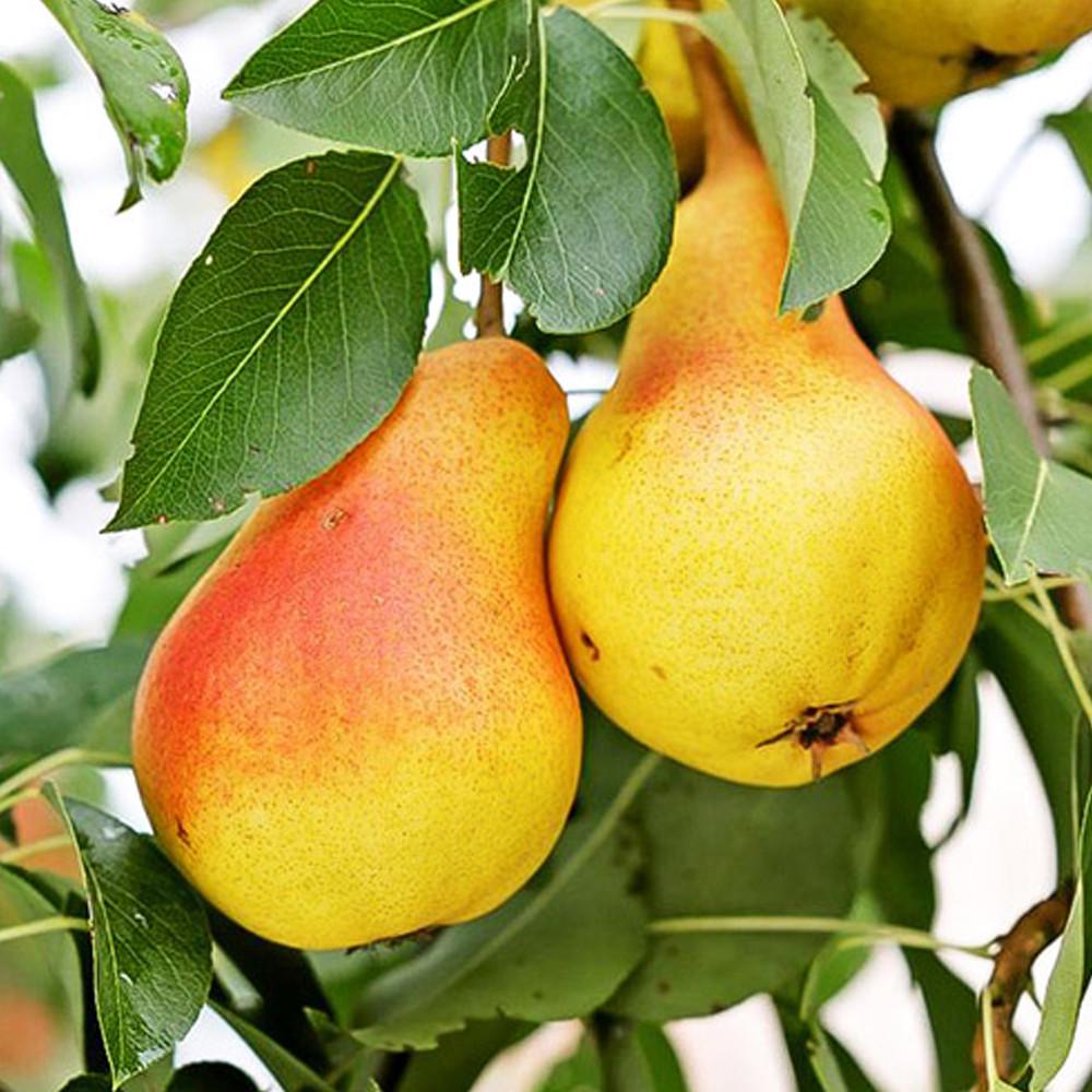 Саджанець груши Рікс Осінній сорт (2074396363)