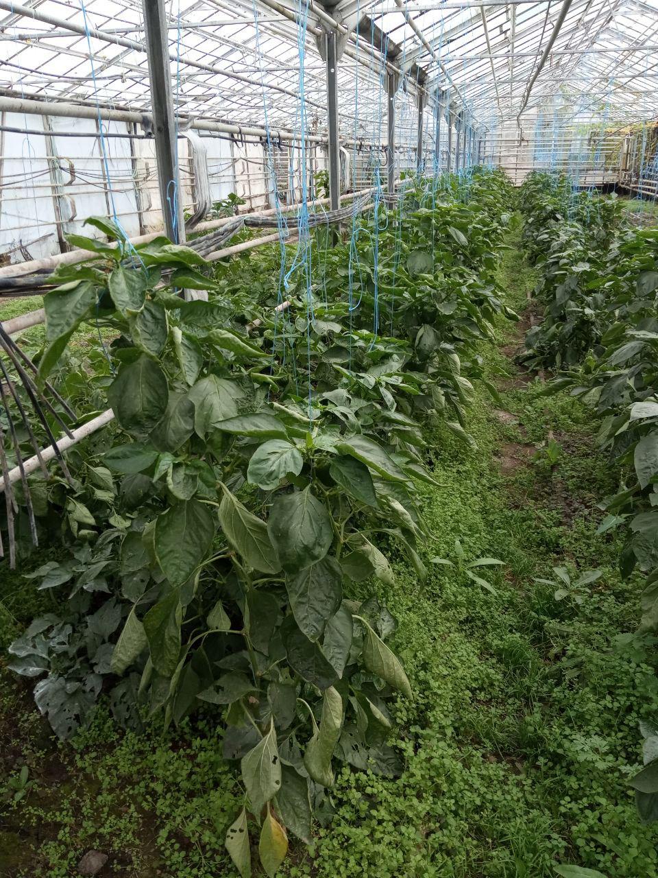 Біогумус вермікомпост 7 л (100001) - фото 5 Біогумус вермікомпост 7 л (100001) - фото 5