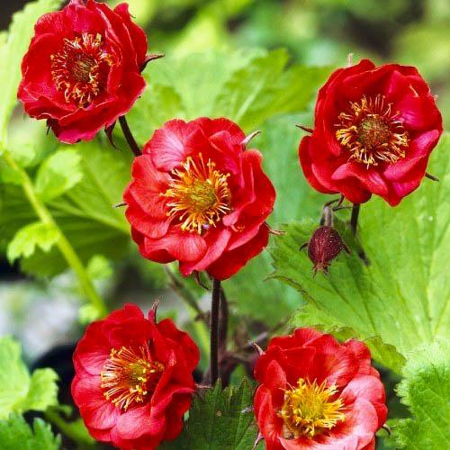 Гравилат Florium Flames of Passion (9961)