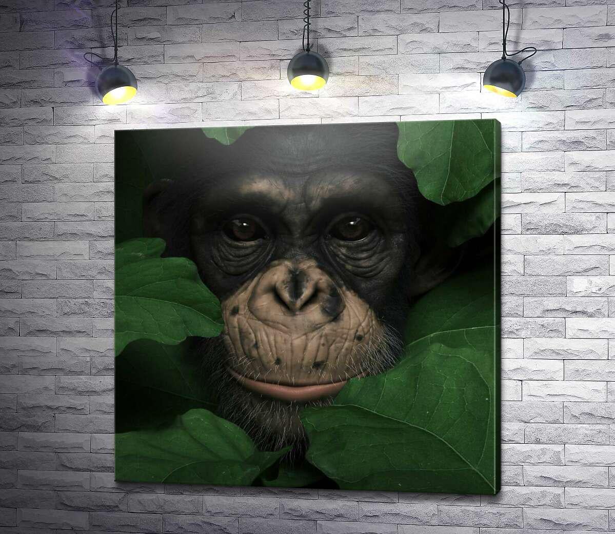Картина ArtPoster Внимательная шимпанзе в зеленой листве 100x100 см Модуль №1 (003981)