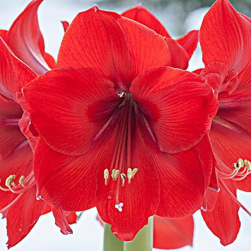 Амариллис Florium Red Rival (2523) - фото 2