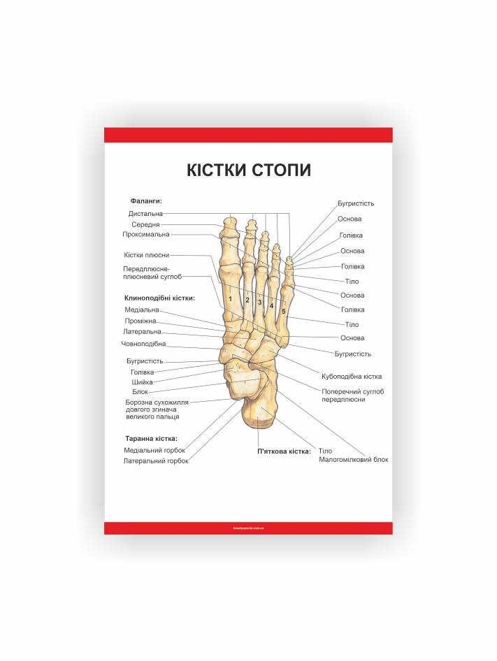 Плакат Vivay Кости стопы 60х40 см (25698524)