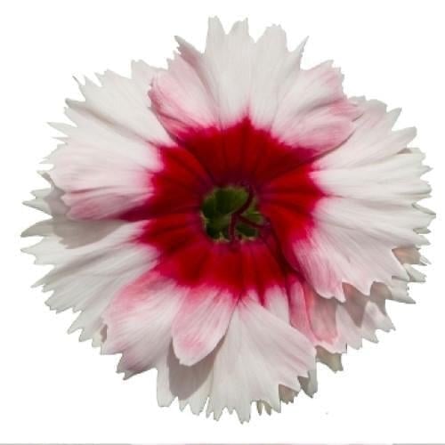 Семена цветов Гвоздика китайская Diana Red Centred White Improved Hem Genetics 250 шт. (BN09220-2)