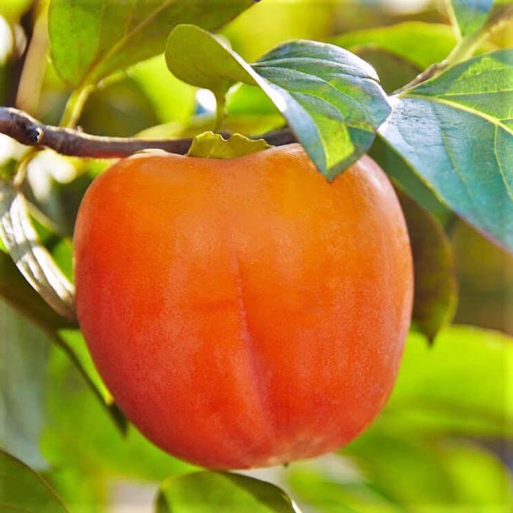 Саженец хурмы Персимон двухлетняя средняя самоплодная (1443756901)