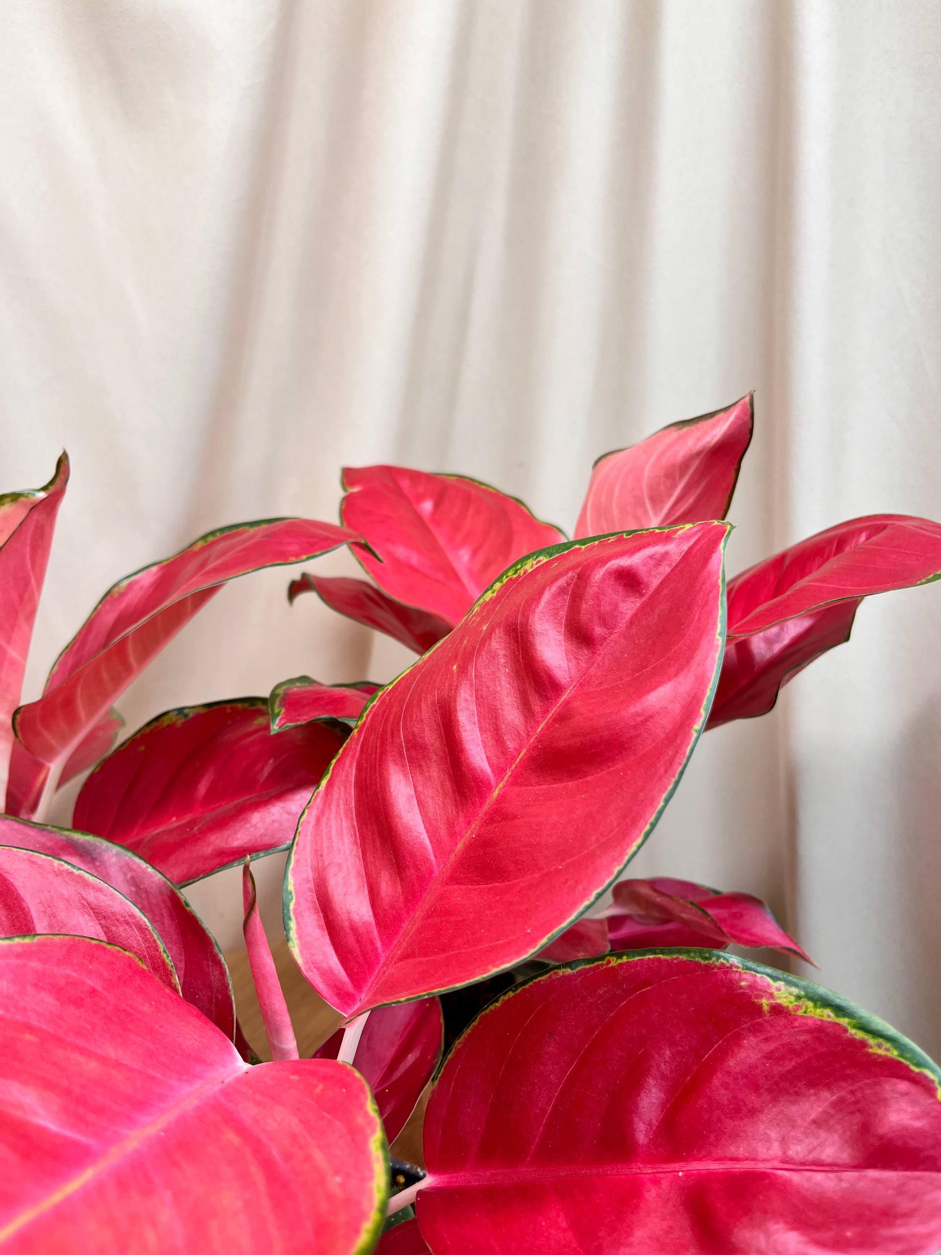 Аглаонема Red Joy 12/35 см (28859084) - фото 2