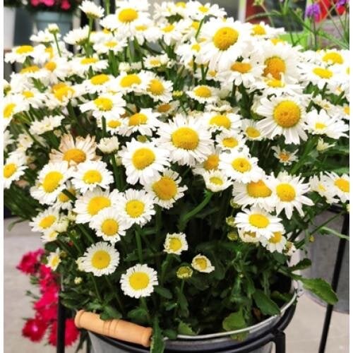Семена цветов Ромашка садовая Arctic Snow HemGenetics 500 шт. (BN12464-2)