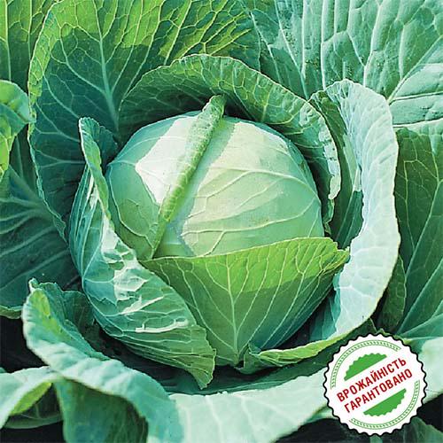 Семена Капуста Florium Білокочанна Ленокс F1 пізня (6292)