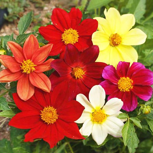 Семена Георгина Florium Миньон смесь (4318)