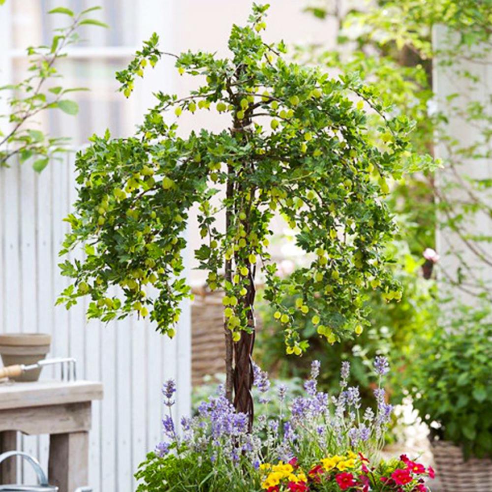 Саженец крыжовника на штамбе Мукуринес (14965113) Саженец крыжовника на штамбе Мукуринес (14965113)