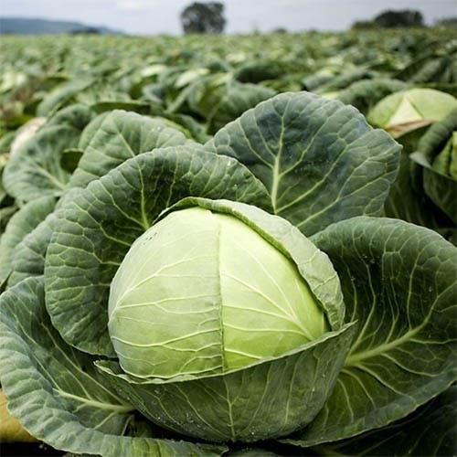 Семена Капуста Florium Satimex білокачанна Прем'єра, 0,25 кг (16206)