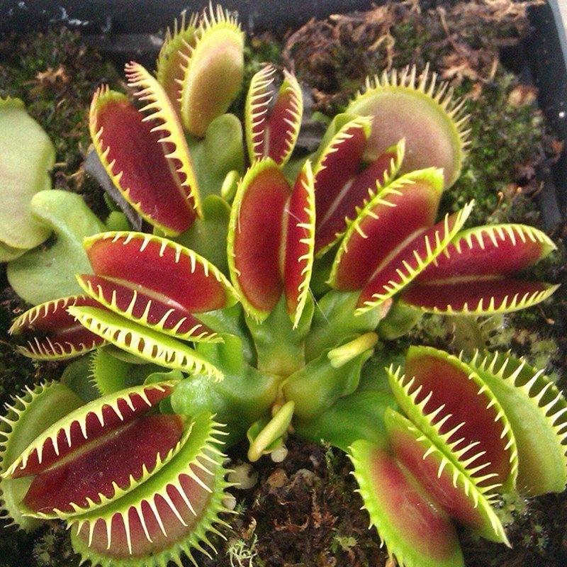 Семена Венерина Мухоловка хищное растение Dionaea muscipula 10 шт.