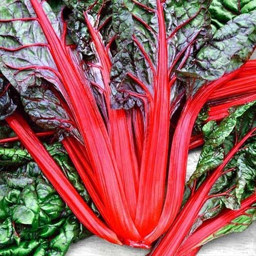 Семена Мангольд Florium Червоний (16866)