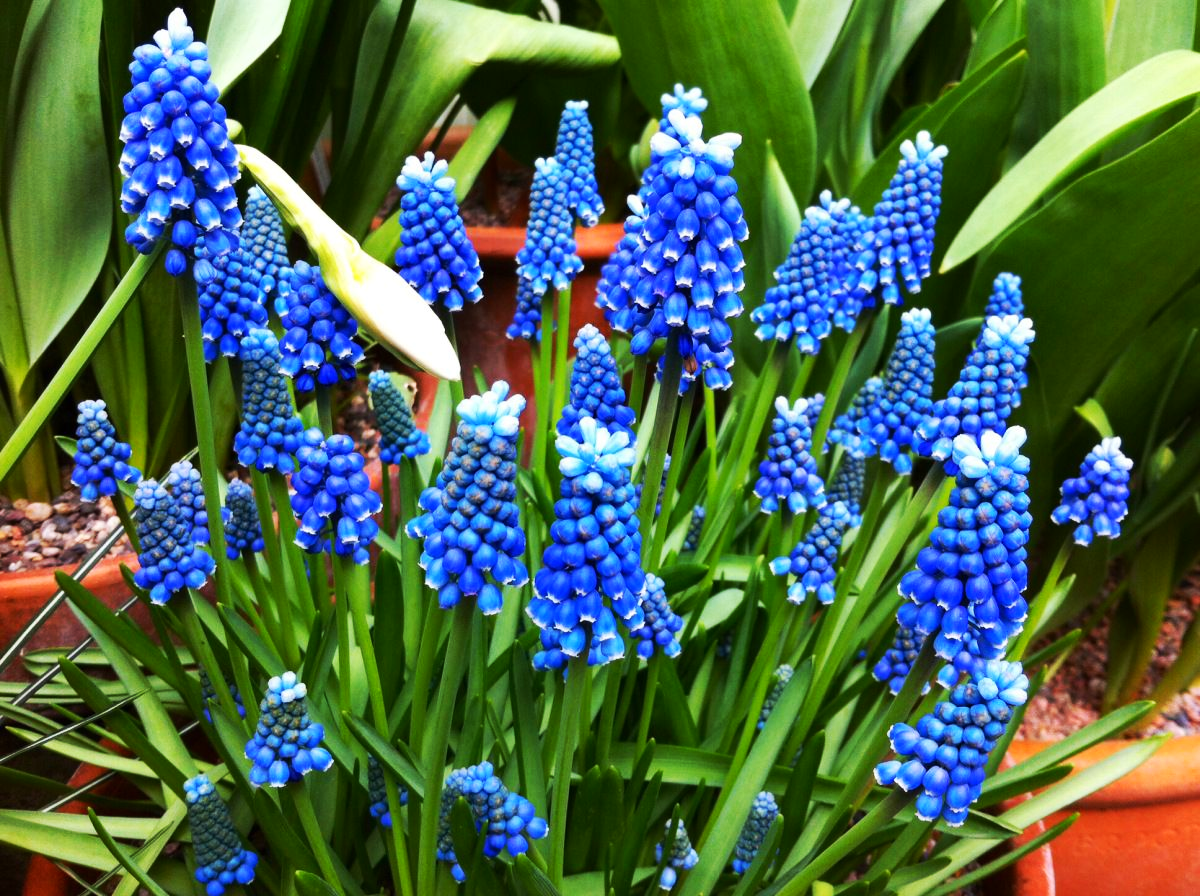 Лук декоративный Мускари Aucheri Blue Magic