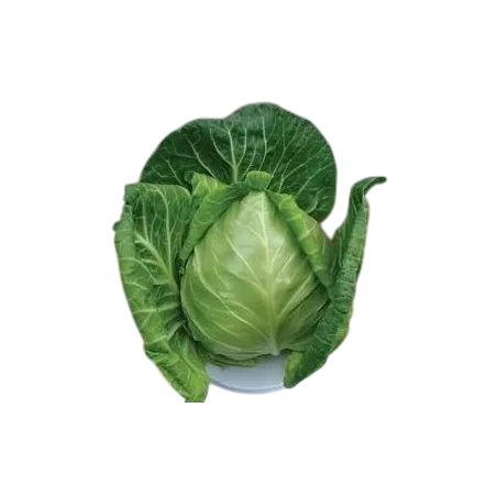 Насіння Капуста Білоголова Clause LEGAT F1 2 500 шт. (1980238894) Насіння Капуста Білоголова Clause LEGAT F1 2 500 шт. (1980238894)