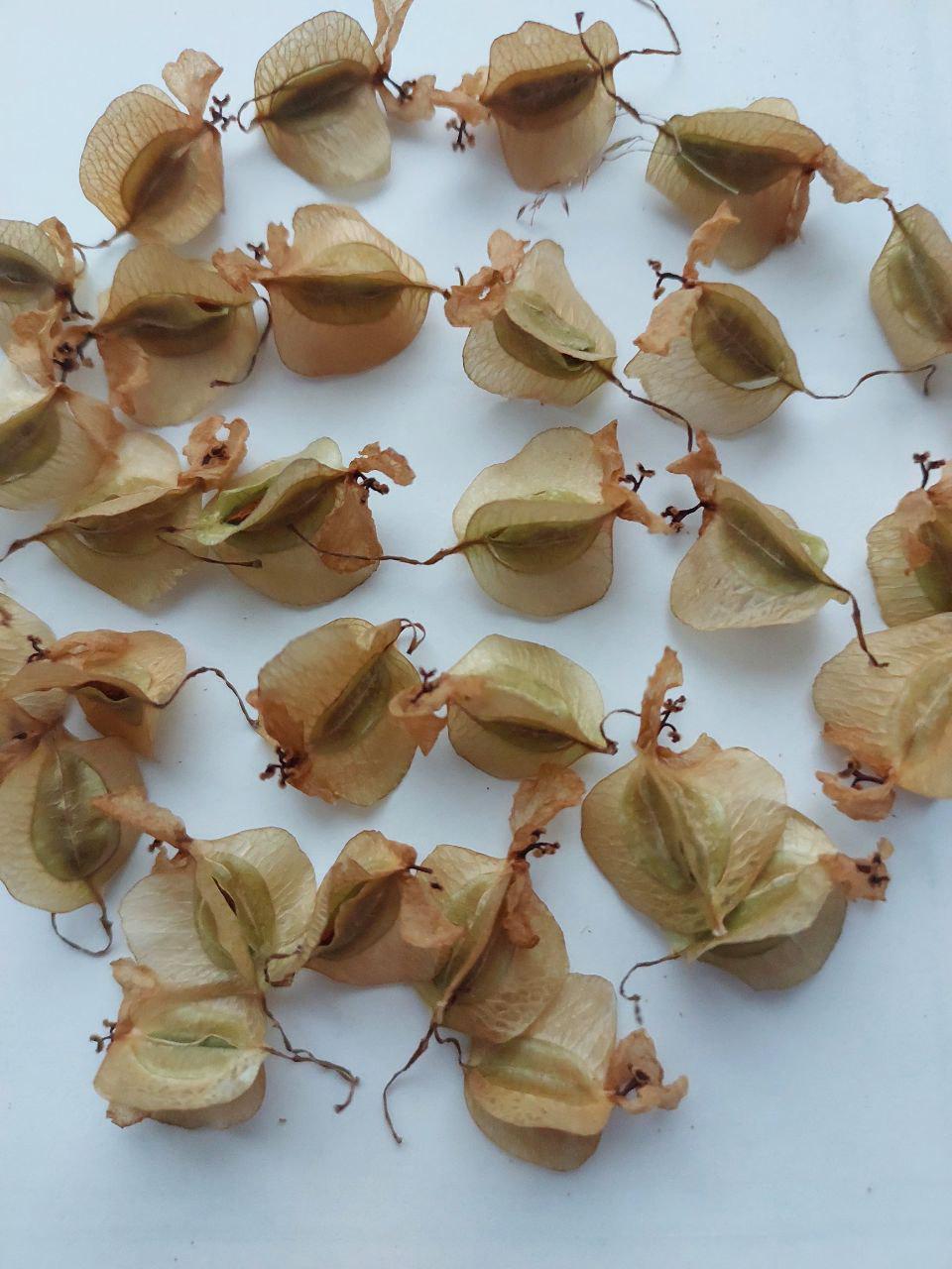 Сухоцвет Бегония для творчества для декора свечей/мыла/косметики/эпоксидной/смолы 20 шт. (С-034) - фото 4