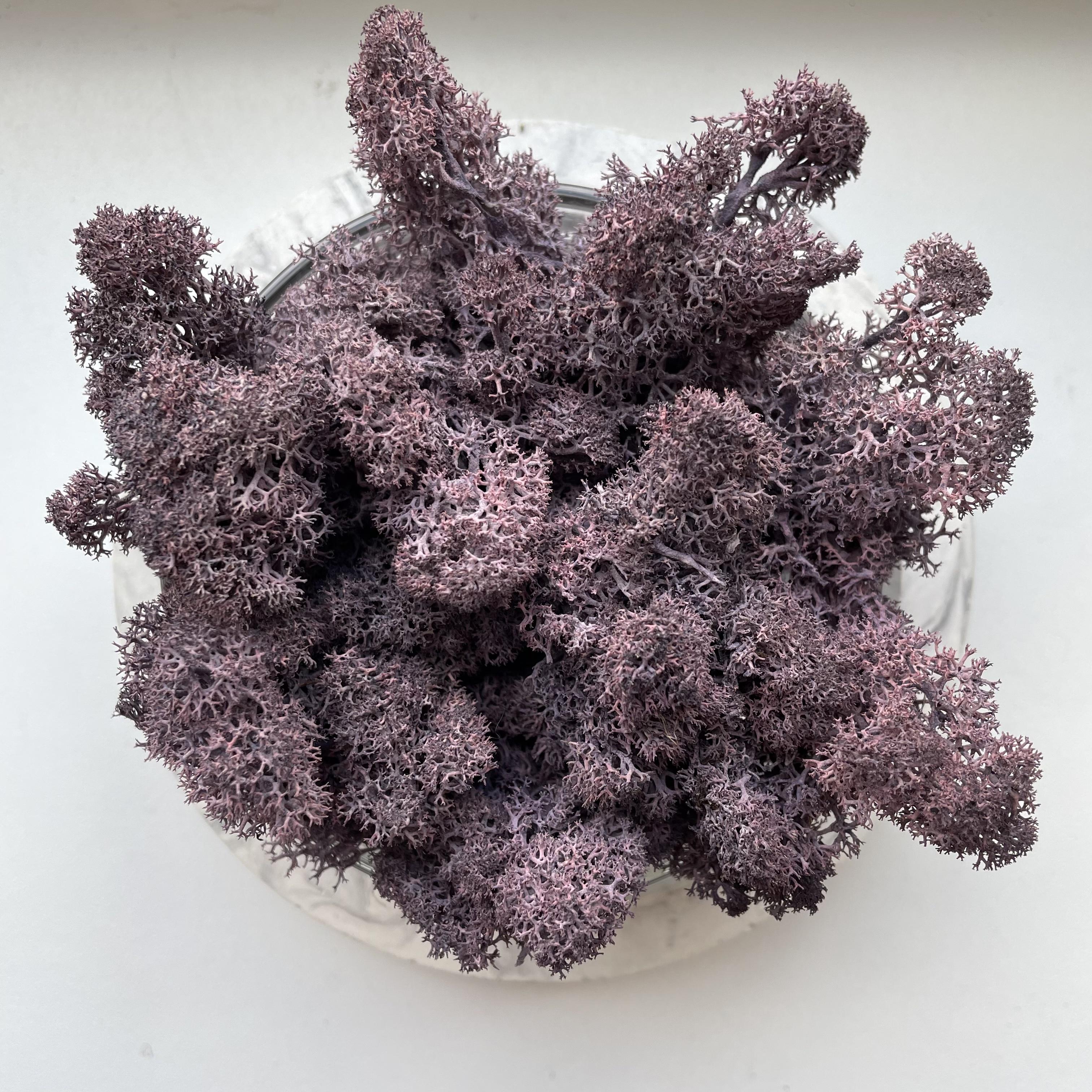 Стабілізований мох норвезький ягель 2 кг Фіолетовий (27363035) - фото 1 Стабілізований мох норвезький ягель 2 кг Фіолетовий (27363035) - фото 1