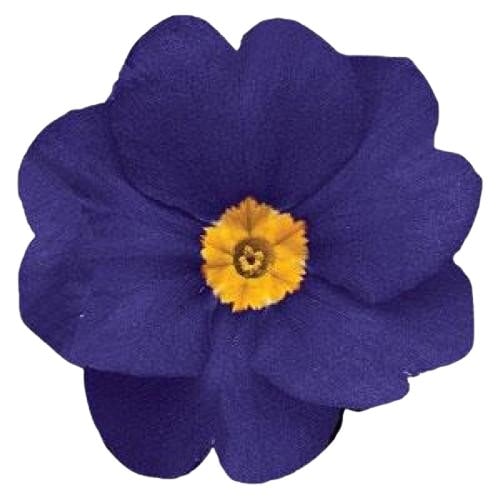 Насіння квітів Примула безстебельна Danova Blue (BN06994)