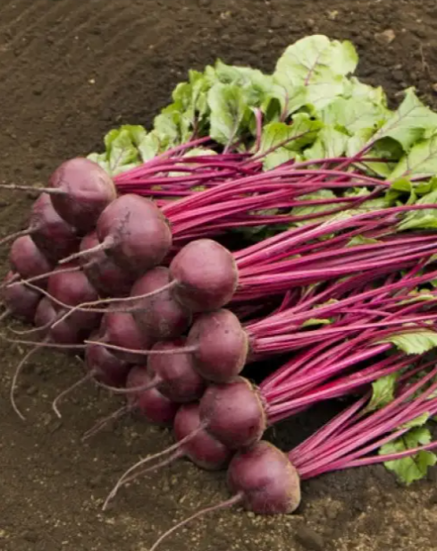 Семена Свекла Маноло F1 Оригинальная упаковка ТД Гекса-Украина 50000 шт. 4969 (IR00601)