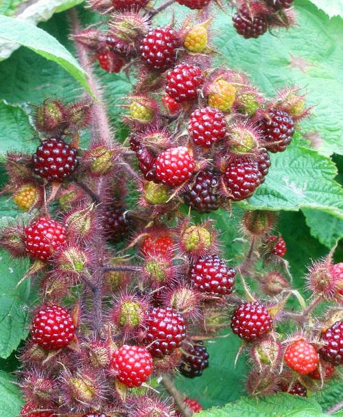 Сажанец LMTD Малина пурпурноплодная Phoenicolasius сортовая укорененная высота 50-70 см (184893)