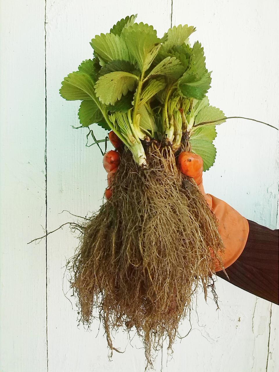 Саженец клубники Verdi средне-ранняя (1541797381) - фото 7