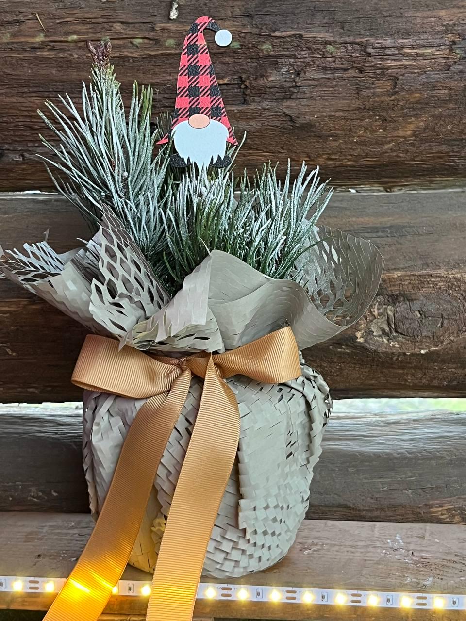 Сосна горная карликовая Pumilio в горшке (25089140)