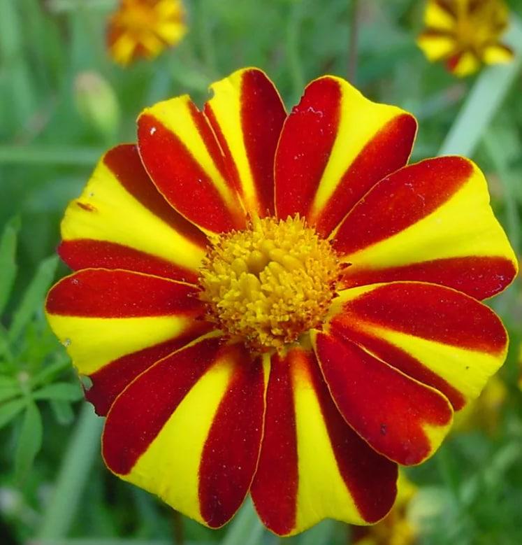 Семена Бархатцы Florium Дэнди (14540)
