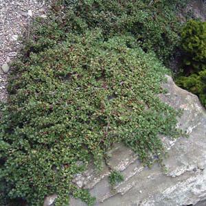 Саджанці кизильник Даммера горщик 0,5 л - фото 4