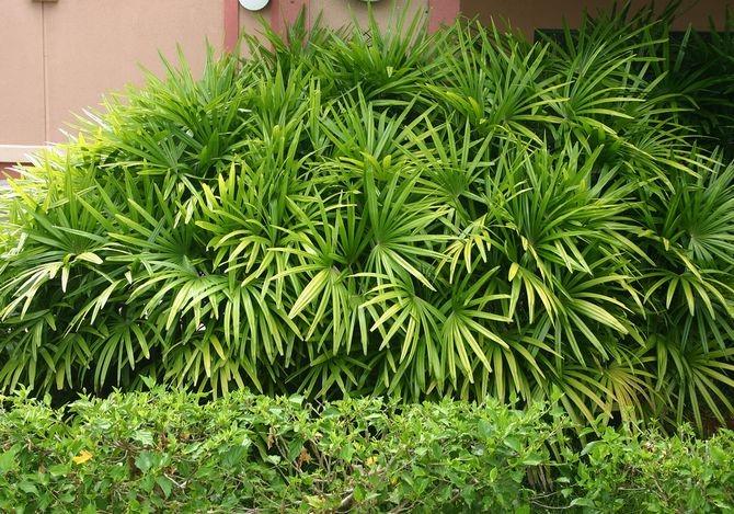 Семена рапис высокий Rhapis excelsa бамбуковая пальма 5 шт. - фото 6 Семена рапис высокий Rhapis excelsa бамбуковая пальма 5 шт. - фото 6